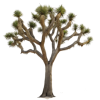 A solitary Joshua tree amidst the desert landscape featuring its unique branching structure and sparse surroundings under soft natural light png