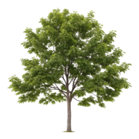 Fresh green hickory tree with a full canopy showcasing dense leaves and a strong trunk isolated on a Transparent Background for a clean natural look png