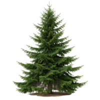 A beautiful Norway spruce with lush green needles and a perfect conical shape set against a Transparent Background emphasizing its natural symmetry png