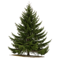 A healthy Norway spruce tree with a straight trunk and full canopy of needles isolated on a Transparent Background symbolizing freshness and growth png