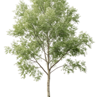 Isolated poplar tree with fresh green foliage against a pure Transparent Background standing tall and elegant for nature and environmental themes png