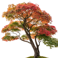 Stunning Japanese maple with a mix of red and green leaves in autumn isolated against a bright Transparent Background highlighting its beauty png
