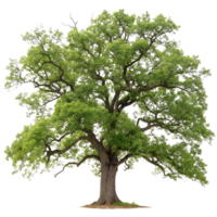 Majestic oak tree with a thick trunk and lush green foliage standing tall against a clean Transparent Background showcasing its strong and natural form png
