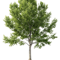 Vertical shot of a poplar tree with lush green branches isolated on a Transparent Background symbolizing natures purity and fresh growth png
