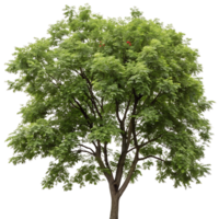 Bright and colorful mountain ash tree with rich green foliage and red berries captured on a Transparent Background highlighting the seasonal freshness png