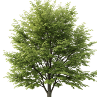 hornbeam tree in full spring bloom with lush green leaves and well defined structure captured on a Transparent Background png