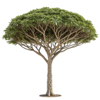 An umbrella tree with a distinctive rounded canopy and slender branches standing tall against a crisp Transparent Background emphasizing its unique shape and form png