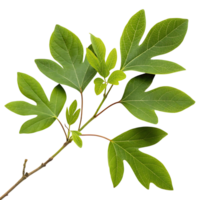 Sassafras tree leaves with unique lobed shapes arranged against a simple Transparent Background perfect for botanical and nature related visuals png