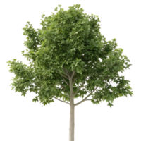 A well defined sweetgum tree with lush green leaves and a thick trunk creating a striking visual impression against the pure space behind it png