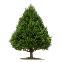 Lush Green Conical Evergreen Tree Isolated Transparent Background png