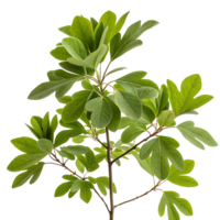 Fresh green sassafras tree leaves with a unique shape photographed on a Transparent Background ideal for nature botanical and plant themes png