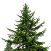 A majestic Sitka spruce tree against a Transparent Background highlighting its intricate branches and lush evergreen needles representing natures beauty png