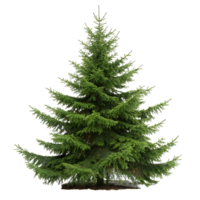 spruce tree the vibrant green needles extend from a strong trunk captured in full sunlight with no background distractions png