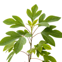 sassafras leaves with varying shapes isolated on a Transparent Background emphasizing the plants distinctive and fresh appearance png