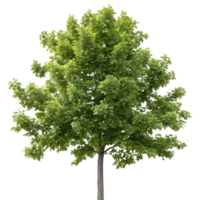 A sweetgum tree with its broad green leaves tall trunk and full canopy isolated on a pure Transparent Background to highlight its unique structure and form png