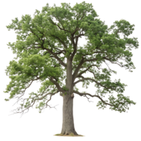 Majestic Oak Tree Isolated on Transparent Background A Symbol of Strength and Longevity png