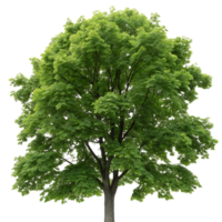 A vibrant sugar maple tree with dense green foliage providing shade and a sense of tranquility set against a crisp Transparent Background for emphasis png