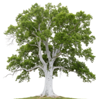 Sycamore Tree with Bark Green Foliage Isolated on Transparent Background png