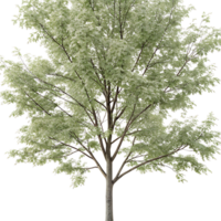 Stunning silver maple tree during winter with snow covered branches against a bright Transparent Background symbolizing cold weather and nature png
