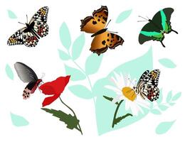 The picture depicts a set of colorful butterflies on a white background, flying against a background of flowers vector