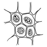 microscopic plant cell structure illustration showing chloroplasts and cell wall details in black and white vector