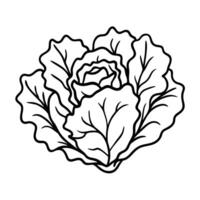Illustration of Cabbage Line Art Intricate Leaves and Organic Design vector