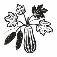 Hand Drawn Zucchini with Leaves and Flowers in Black and White Illustration vector