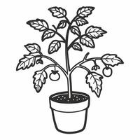 Black and White Potted Tomato Plant Illustration with Ripened Tomatoes vector