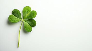 Four leaf clover on the white background photo