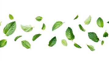 A group of green leaves on a white background photo