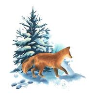 Winter landscape in the forest with a fox, spruce trees with snow and snowdrifts around. Watercolor hand drawn illustration. Composition simple wildlife scene isolated from background vector