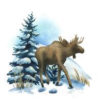 Winter landscape in the forest with an elk, spruce trees with snow and snowdrifts around. Watercolor hand drawn illustration. Composition simple wildlife scene isolated from background vector