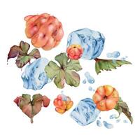 Cloudberry raspberry flying in water wave splash, ice cubes, green leaves and drops, hand drawn in watercolor, ripe summer forest berry. Isolated illustration for restaurant, cafe menu, farmers market vector