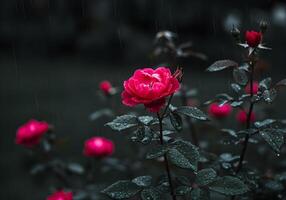 Beautiful roses in the garden, Roses are beautiful with rain. photo