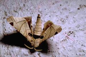 A large moth with brown wings sitting on a wall photo