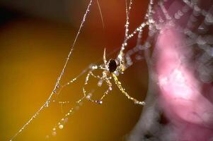 A spider sits on its web with dew drops photo