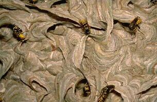 A group of wasps in a nest photo