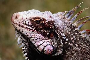 An iguana with a long, pointed head and a long tail photo