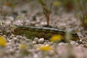 A caterpillar is walking on the ground photo