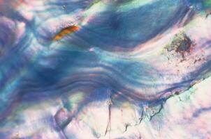 Abalone shell, abalone shell, abalone shell, abalone shell, abalone shell photo
