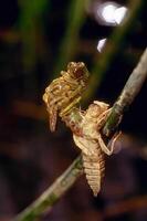 A bug is sitting on a branch with a leaf photo