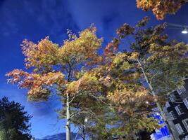 Autumn tree and sky background for different design purposes photo