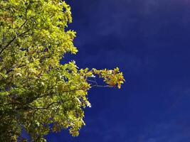 Autumn tree and sky background wallpaper photo