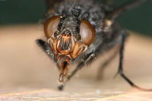 Honey bee, wasp or hornet close view. Insec macro viewt photo