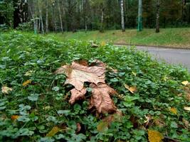 A leaf lying on the ground in the grass photo