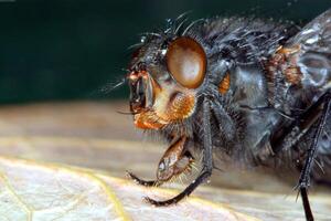 Honey bee, wasp or hornet close view photo