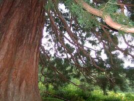 Large tree trunk photo