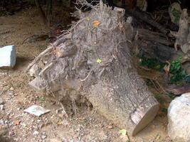 A large tree stump photo