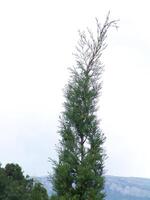 A tall tree with a bird on top of it photo