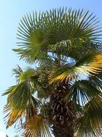 A palm tree with a bird on it photo